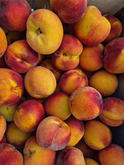 SUNCREST PEACH (Amygdalus persica)